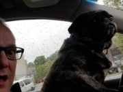 How to Keep Your Dog or Cat Happy When You Move moving with dogs