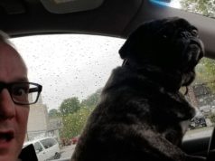 How to Keep Your Dog or Cat Happy When You Move moving with dogs